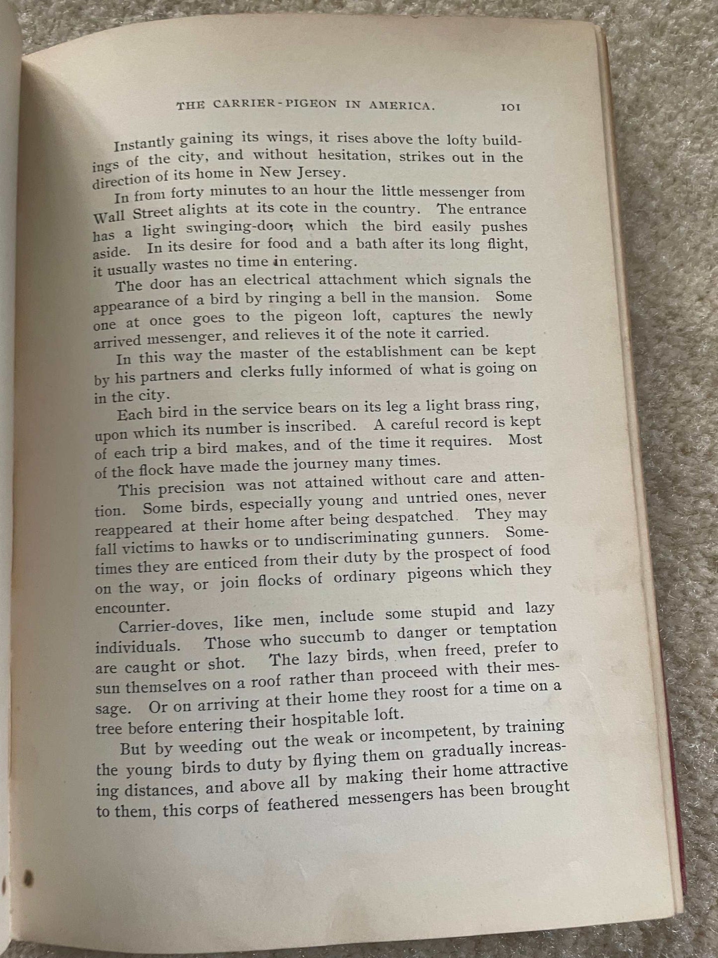 1900 “Talks About Animals” – The Companion Series | Extinct Carrier Pigeon Foreshadowing | Perry Mason & Co.