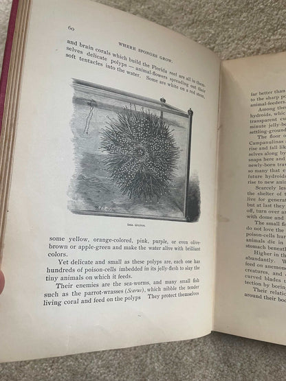 1900 “Talks About Animals” – The Companion Series | Extinct Carrier Pigeon Foreshadowing | Perry Mason & Co.