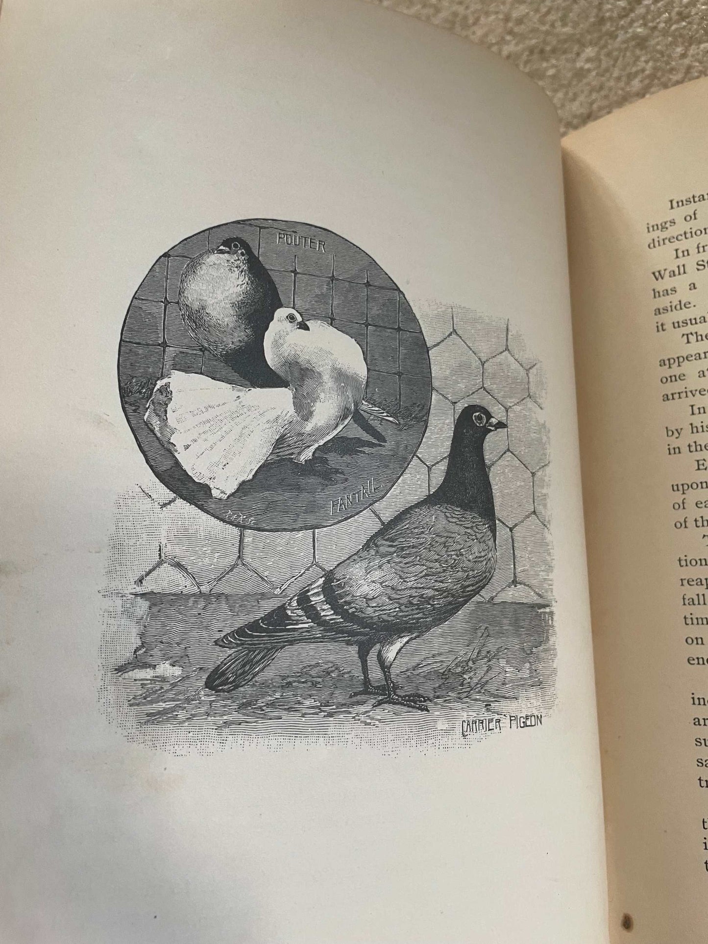 1900 “Talks About Animals” – The Companion Series | Extinct Carrier Pigeon Foreshadowing | Perry Mason & Co.