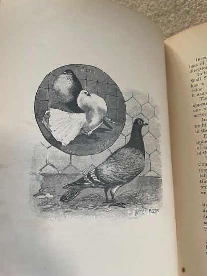 1900 “Talks About Animals” – The Companion Series | Extinct Carrier Pigeon Foreshadowing | Perry Mason & Co.